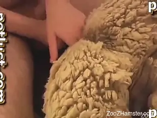 Sexy white sheep and owner in filthy farm bestiality XXX
