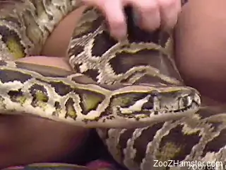 Curly-haired man and mature female fuck with a python