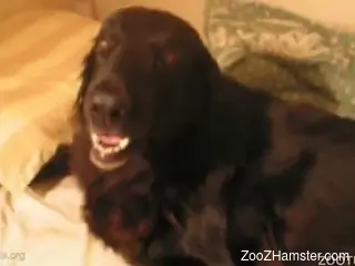Filthy anal bestiality with a black doggy and male zoophile