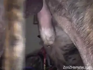 Sexy doggy and amazing zoophile are trying bestiality sex