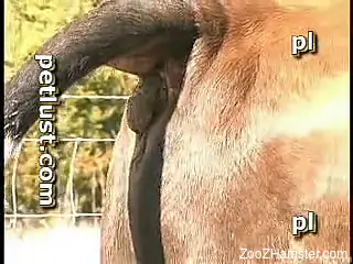 Amazing and filthy anal sex with a passionate cow and farmer