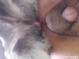 Dog with meaty red dick anally drills a perverted zoofil owner