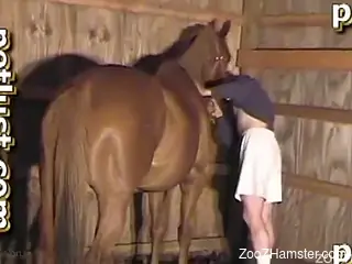 Farmer with big loaded prick pounds a brown horse from behind