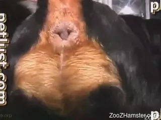 Perfect amateur Zoo XXX action with black dog and owner