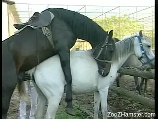 Sex with man is good but horse's cock is bigger and stronger