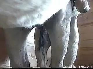 Sexual desire fills horse and it penetrates pig from behind