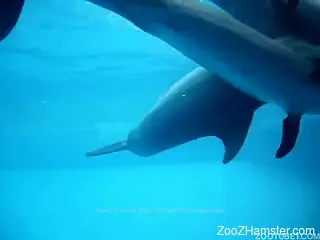 Marital games of group of beautiful dolphins in blue ocean