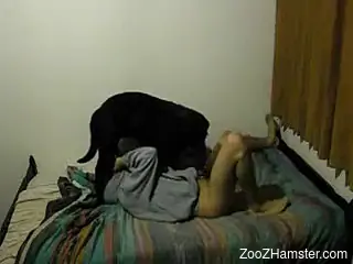 Dirty Arab girl in hijab cheats on husband with black dog