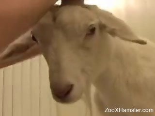 Bestiality guy holds goat's hind legs to drill it from behind
