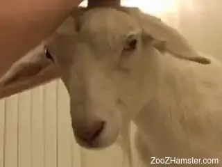 Bestiality guy holds goat's hind legs to drill it from behind