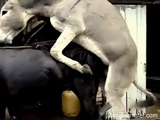 Gray donkey sees black horse and can't resist penetrating it