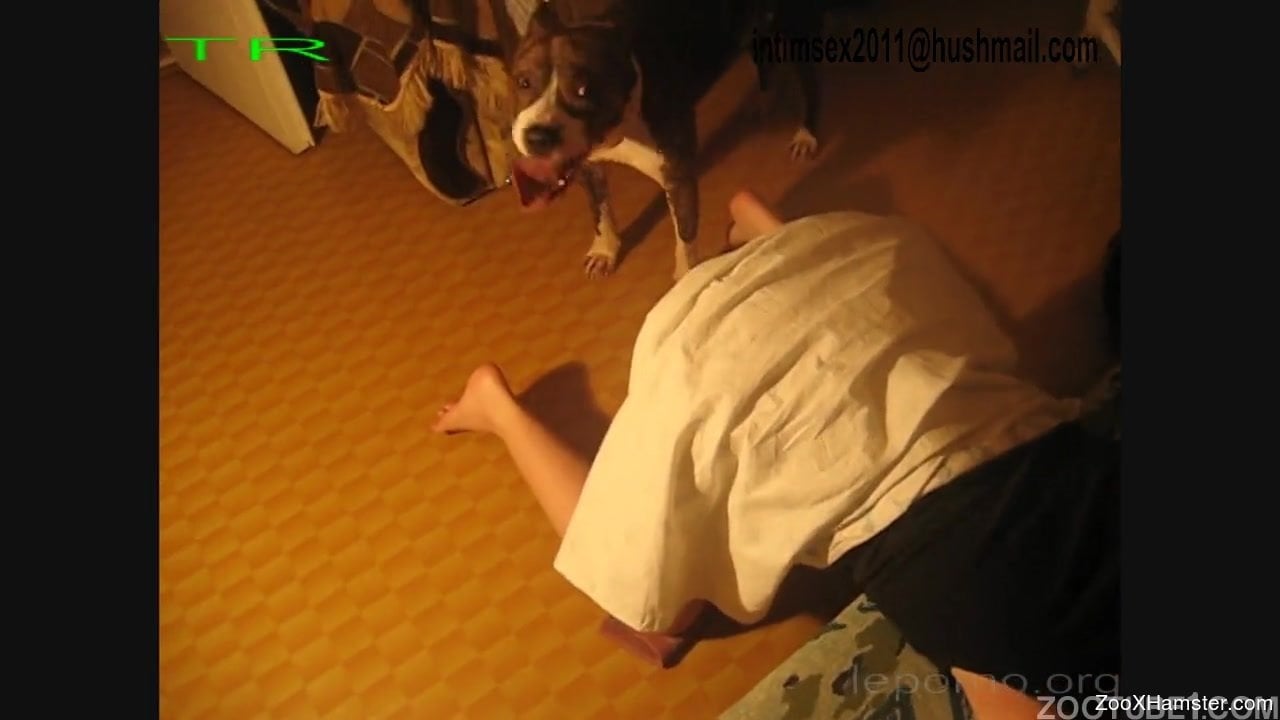 Woman stays down on all fours and pit bull comes to fuck her