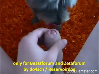Man wants his ass to be licked and dog is perfect candidate fo...