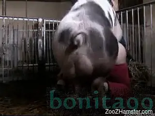 Huge pig takes whorish female's cunt in doggystyle