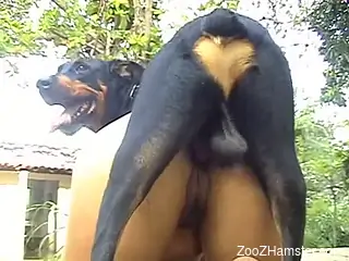 Latina whore does it with doggy after sucking its dick