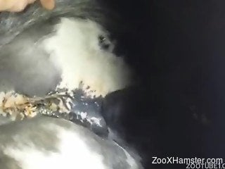 Owner makes black dog lick vagina of his horse