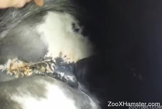 552px x 372px - Owner makes black dog lick vagina of his horse