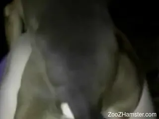 Homemade sex of masked woman and her pedigreed dog