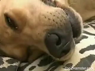 Male zoophile with hard dick cums on his dog after beast fuck