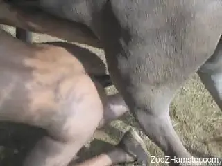 Filthy male with round ass is getting anally fucked by grey pony