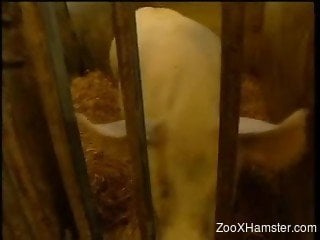 Zoo cam porn with blonde getting nasty with a pig