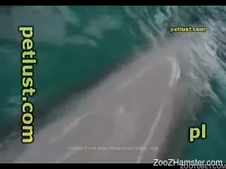 Underwater fetish animal porn with guy fingering a dolphin