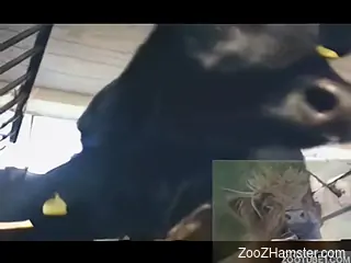 Amateur scenes with horny man fucking horse in hard manners