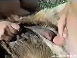 Outdoor zoophilia showing couple sharing furry animal