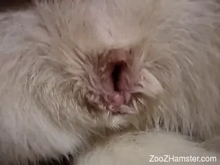 Closeup with dog's vagina being prepared for zoo penetration