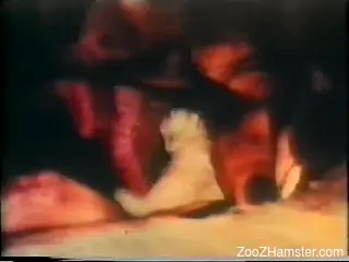 Vintage anal sex animal porn with a horny brunette