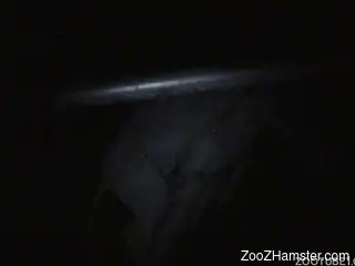 Late night horse porn on cam with a naked man humping