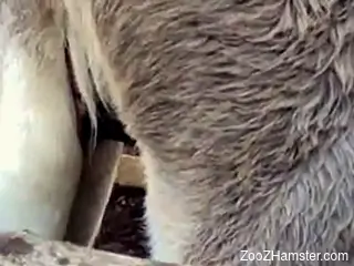 Nice to see real bestiality fuck with two young and cute ponies