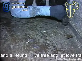 Man with big ass gets nicely analyzed by trained brown horse