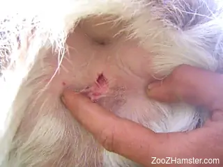 Man sticks his hard fingers in a tight anal hole of a doggy