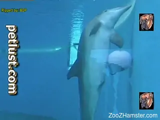 Filming how sensual dolphin is swimming in the pool