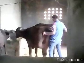 Farmer pulls out his hard dick and sticks it in a tight cow's ass