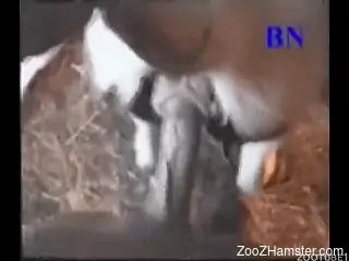 Beautiful naked farmer sticks his wiener in pony's small ass
