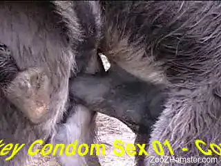 Awesome farm animals are screwing in doggy style pose as they ...