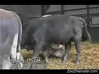 Young black bull with pointy hard wiener looks incredibly hot