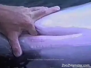 Crazy zoophile sticks his dirty fingers in a tight hole of a d...