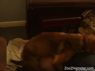 Amateur dog bestiality fuck in the night with my hot wife