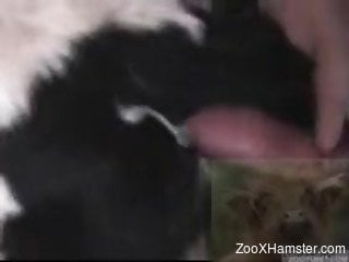 Awesome amateur bestiality fuck with a passionate trained beast
