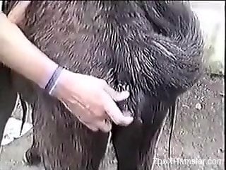 Cutest pony is enjoying anal stimulation in bestiality style