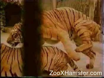 Tiger Porn Video - Tiger Porn