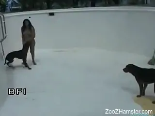 Thick Latina gets swarmed by dogs and fucked hard in an emptie...
