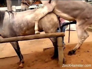 Two horses enjoying extremely passionate sex outdoors, zoo XXX