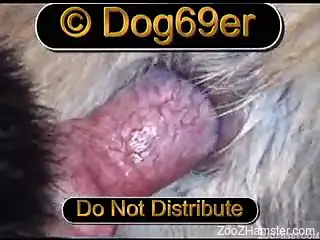 Extremely kinky zoo sex video featuring close-up penetration
