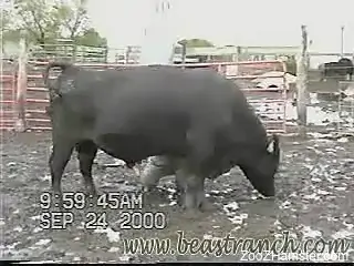 Sexy-ass bull flaunting his thick body, so much swagger