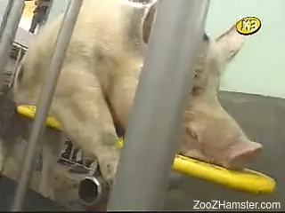 Dude in surgical gloves passionately jerking off a kinky pig