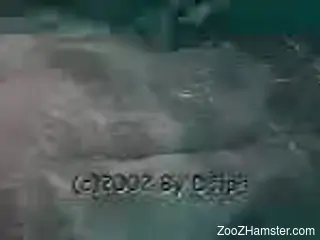 Kinky dude passionately fingering a fucking dolphin in POV